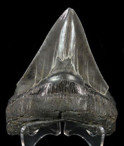 Sharply Serrated, Fossil Megalodon Tooth #57176